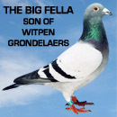 De 873 - Son of Witten Grondelaers