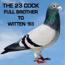The 23 Cock - Full Brother to Witten '93