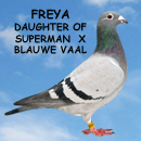 Freya